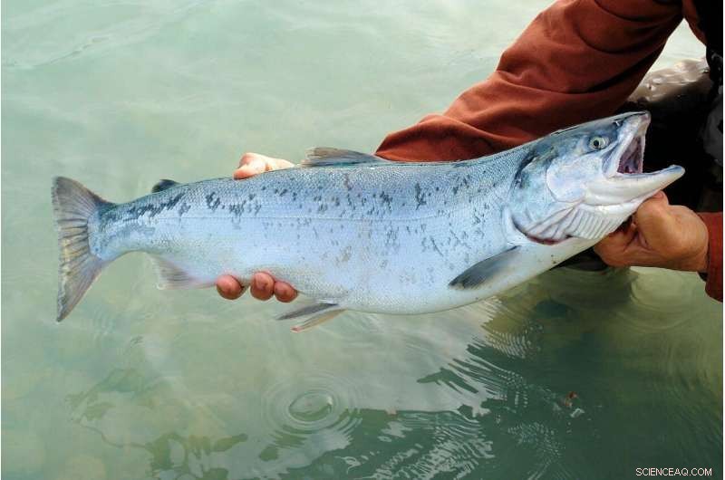 Idaho s Middle Fork Salmon: Critical Hope for Chinook Survival in Northwest