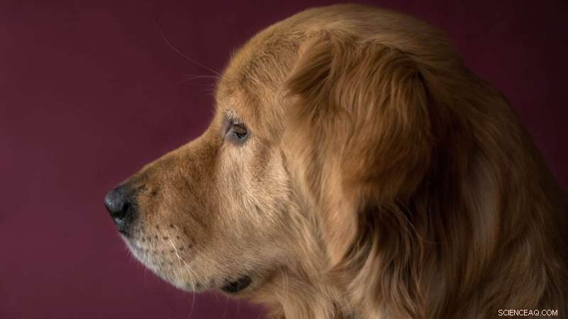 NC State-Led Study Confirms High Consensus on Canine Glioma Diagnostic Criteria