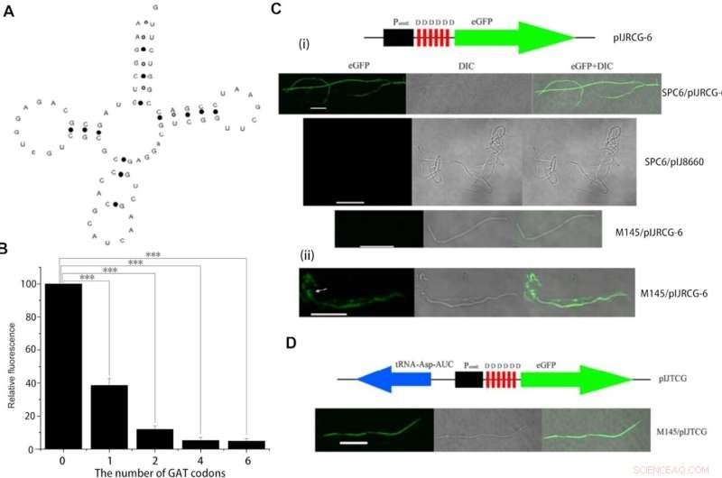Novel tRNA Mechanism Enhances Antibiotic Synthesis in Streptomyces Bacteria