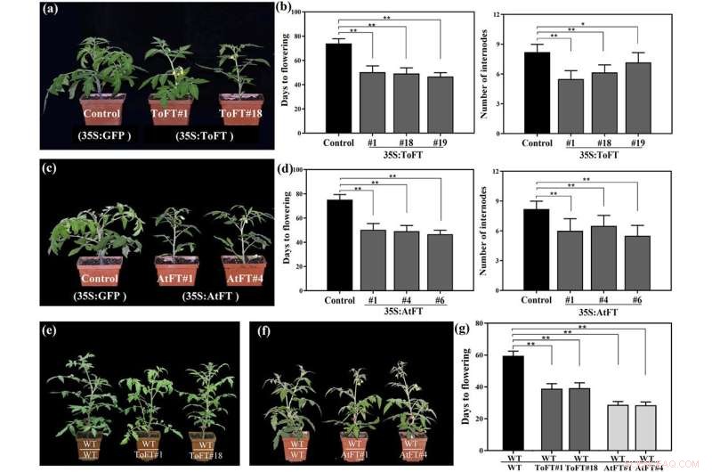 Unlocking Faster Fruit Production: How FT Gene Research Shortens Citrus Juvenile Period for Enhanced Food Security