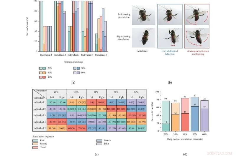 Verification of Honeybee Steering Flight via Unilateral Optic Lobe Electrical Stimulation