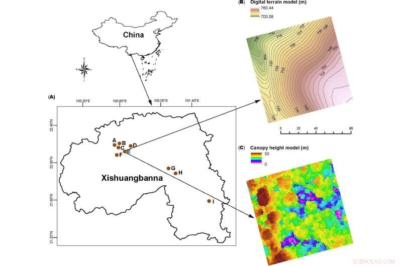Topographic Complexity: The Key Driver of Bird Acoustic Indices in Tropical Forests