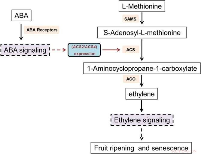 Breakthrough Study Uncovers ABA-Ethylene Crosstalk in Tomato Fruit Ripening