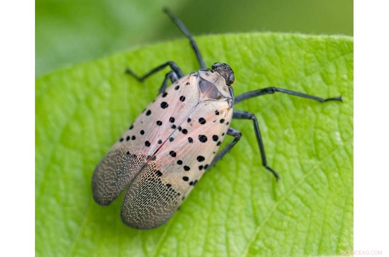Senator Schumer Allocates $22 Million for Spotted Lanternfly Eradication in New York