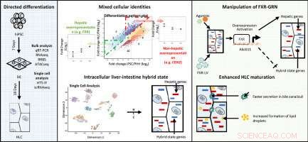 Stem Cell-Derived Hepatocytes Show Improved Similarity to Natural Liver Cells