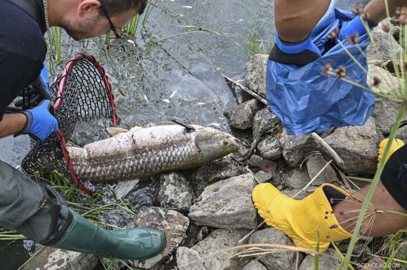 Oder River Fish Kill Mystery: High Salinity Detected, Mercury Absent