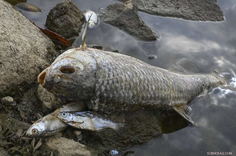 Oder River Fish Kill Mystery: High Salinity Detected, Mercury Absent
