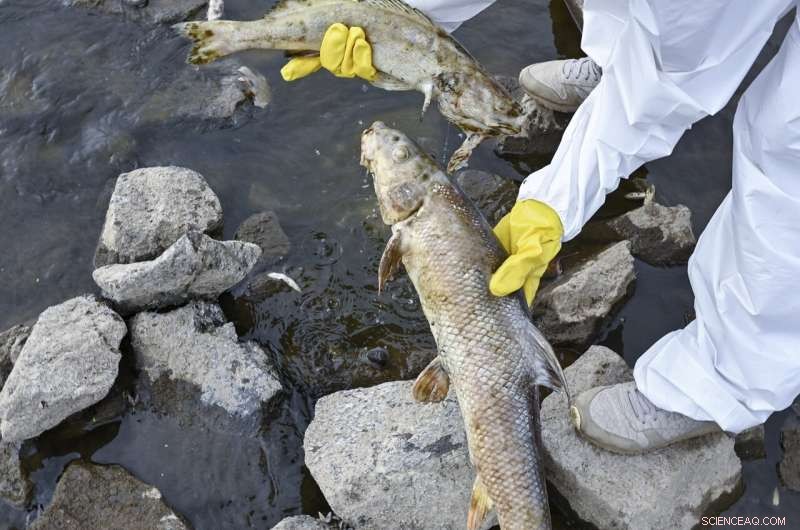 Oder River Fish Kill Mystery: High Salinity Detected, Mercury Absent