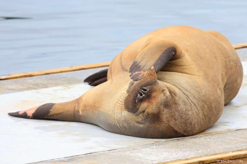 Norway Euthanizes Freya the Walrus After Oslo Fjord Crowds Pose Safety Threat