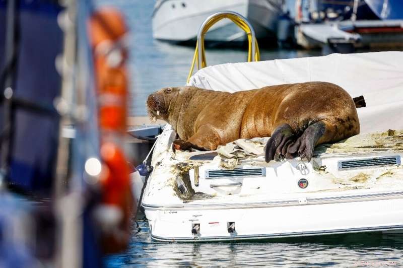 Norway Euthanizes Freya the Walrus After Oslo Fjord Crowds Pose Safety Threat