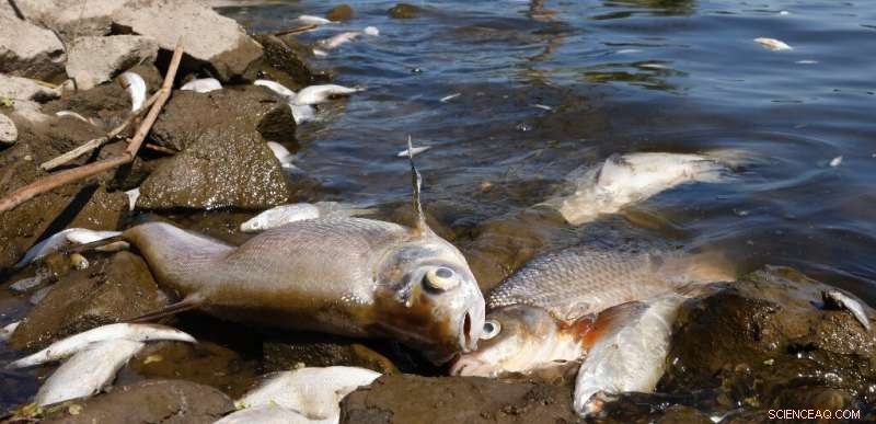 Oder River Disaster: Suspected Chemical Dump Causes Massive Fish Kill on German-Polish Border