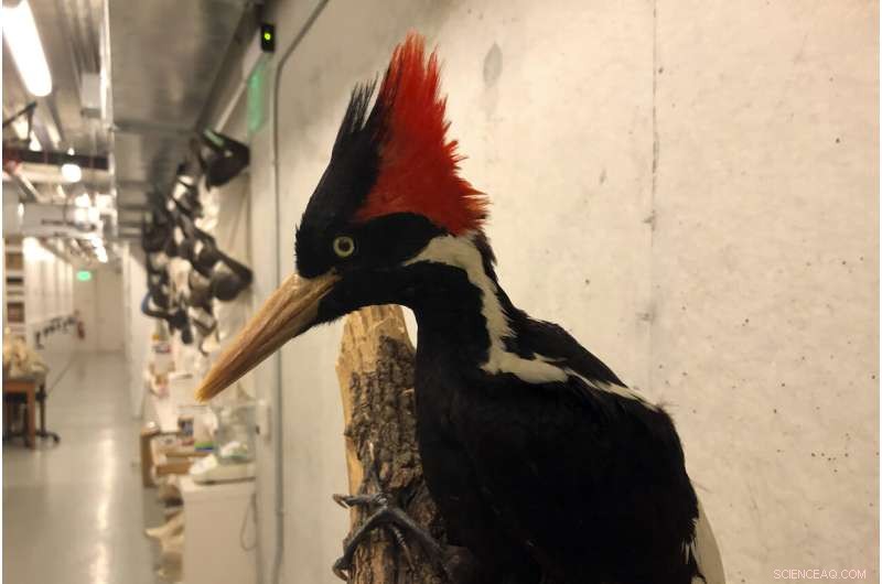 Federal Agency Reviews Videos Suggesting Ivory-Billed Woodpecker Survival
