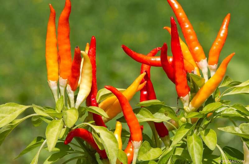 Liberibacter Cousin Rapidly Evolving to Infect Insects and Threaten Crops