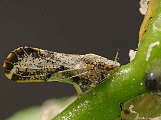 Liberibacter Cousin Rapidly Evolving to Infect Insects and Threaten Crops
