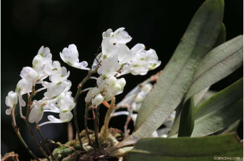 New Orchid Species Rhipidoglossum pareense Discovered in Tanzania Mountains