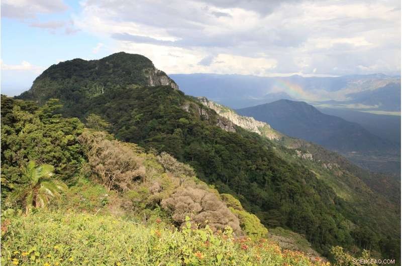 New Orchid Species Rhipidoglossum pareense Discovered in Tanzania Mountains