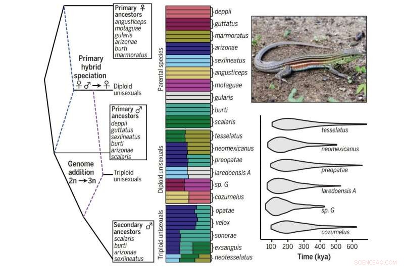 Predictable Hybridization Patterns in Whiptail Lizard Evolution Revealed by Network Analysis