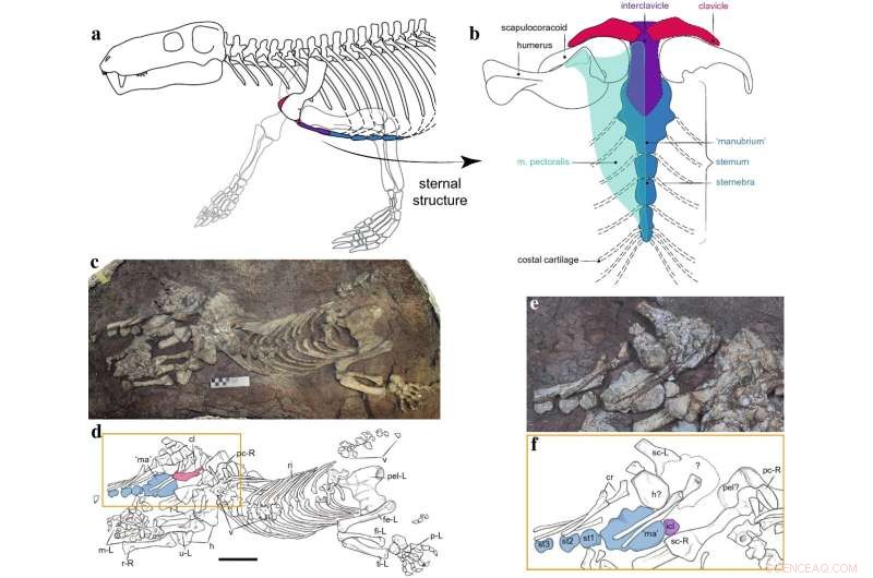 Evolution of Terrestrial Breathing in Gorgonops Torvus: Pectoral Girdle Analysis