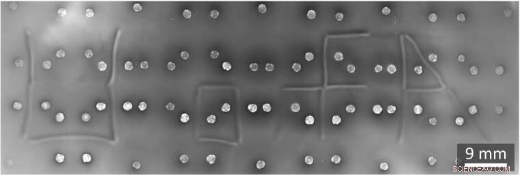 Bacterial Research Illuminates Nature s Pattern Formation and Inspires Biodegradable Innovations