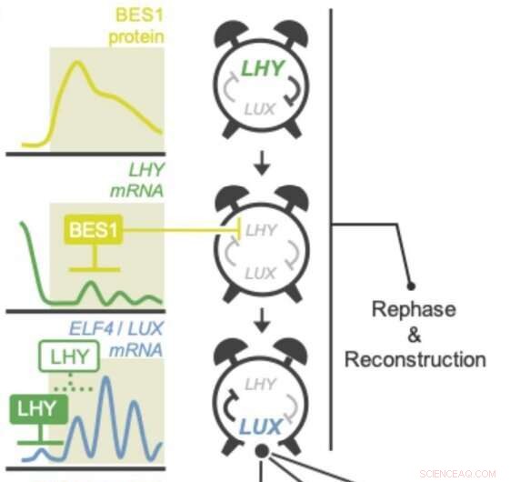 BES1 Repression of LHY Rearranges the Circadian Clock to Induce Plant Cell Differentiation