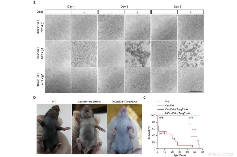 Advanced High-Fidelity Cas13 Variants for Precise RNA Editing with Minimal Off-Target Effects