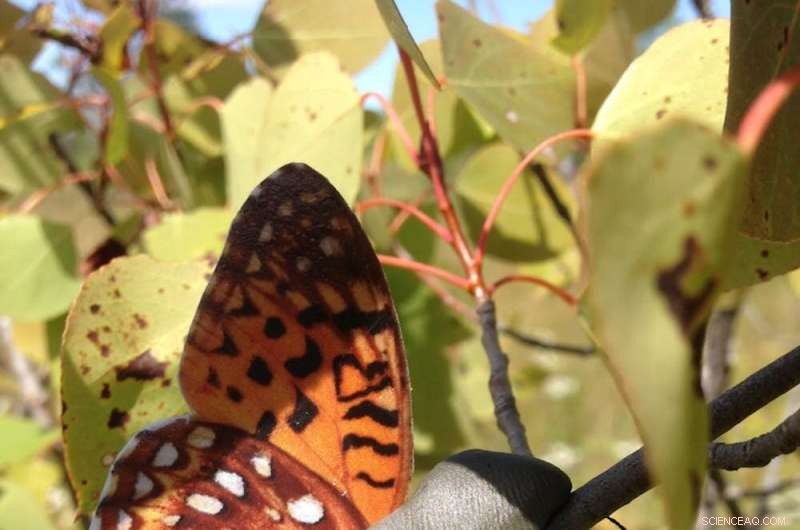 Innovative Butterfly Decoys Trick Predators to Aid Conservation Efforts
