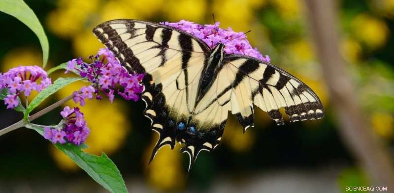 Innovative Butterfly Decoys Trick Predators to Aid Conservation Efforts
