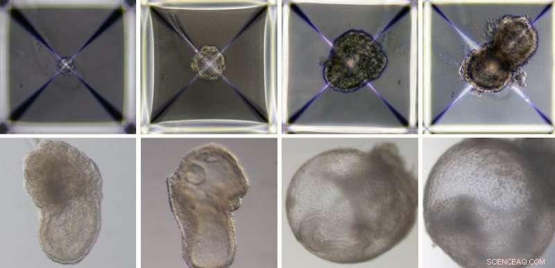 Scientists Create First Synthetic Mouse Embryo from Stem Cells, Raising Ethical Concerns