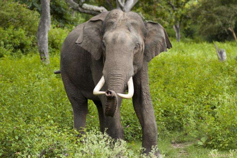 Study Reveals Twitter s Elephant Focus Misaligns with Critical Conservation Threats
