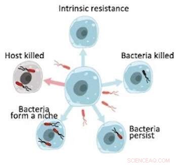 Revolutionizing Salmonella Research with Single-Cell RNA Sequencing