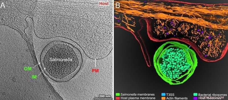 Revolutionizing Salmonella Research with Single-Cell RNA Sequencing