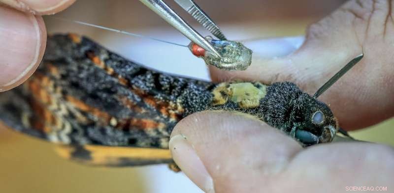 Unusual Moths  Epic Migration: Scientists Uncover Secret Navigational Skills