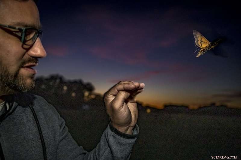 Unusual Moths  Epic Migration: Scientists Uncover Secret Navigational Skills