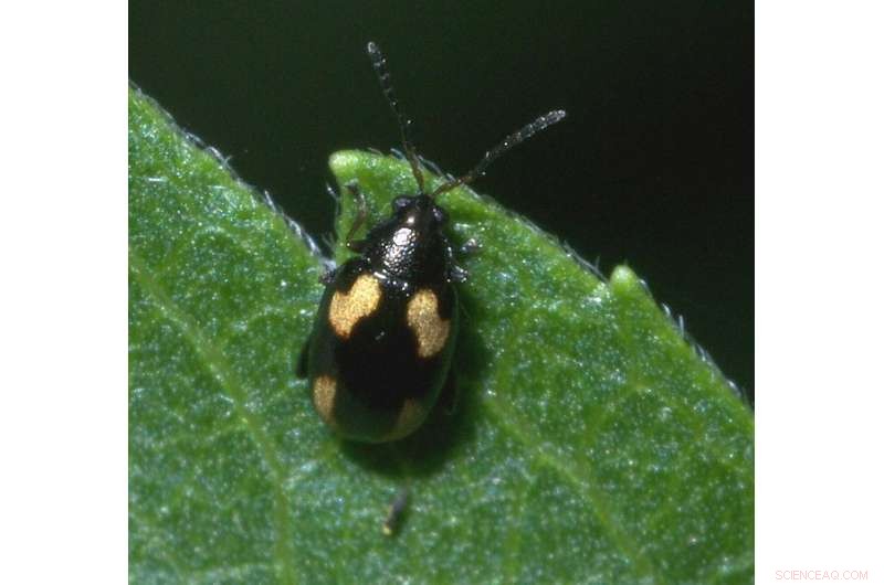 Machine Learning Enhances Pest Identification in Vegetable Crop Protection