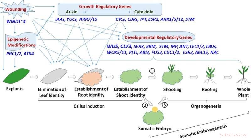 Genotype-Independent Plant Transformation: A Review of Hormone-Induced Regeneration Methods