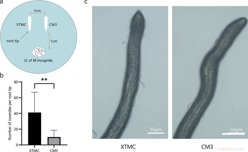 Root-Derived Volatiles from C. metuliferus Inhibit Root-Knot Nematode Parasitic Behavior