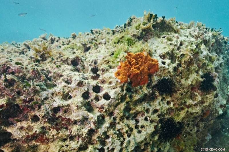 Illegal Date Mussel Poaching: A Luxury Status Symbol Crisis for Italy s Coasts