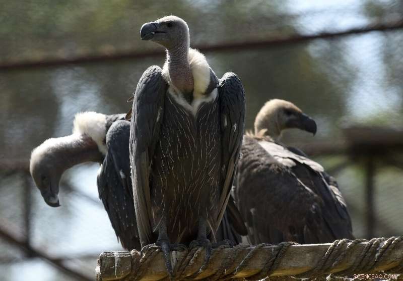 Mass Poisoning Kills 150+ Critically Endangered Vultures in Botswana and South Africa