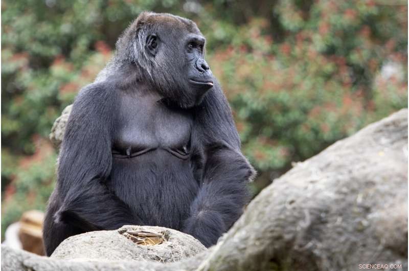 Zoo Atlanta Gorillas Develop Novel Call to Communicate with Human Handlers
