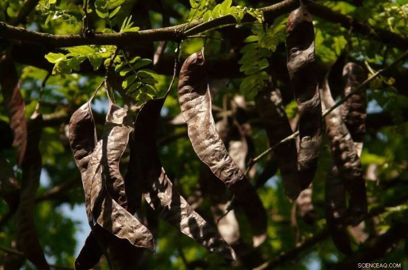 Scientists Identify Plant Molecule That Binds Iron-Rich Heme to Enhance Nitrogen Fixation