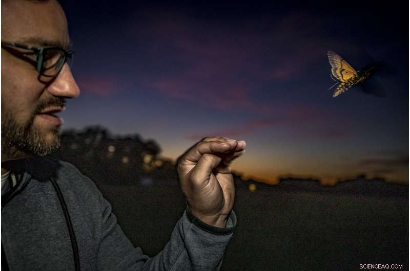 Record-Setting Study Tracks Death’s-Head Hawkmoth Migration with Unprecedented Precision