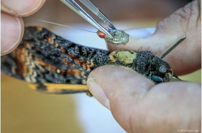 Record-Setting Study Tracks Death’s-Head Hawkmoth Migration with Unprecedented Precision