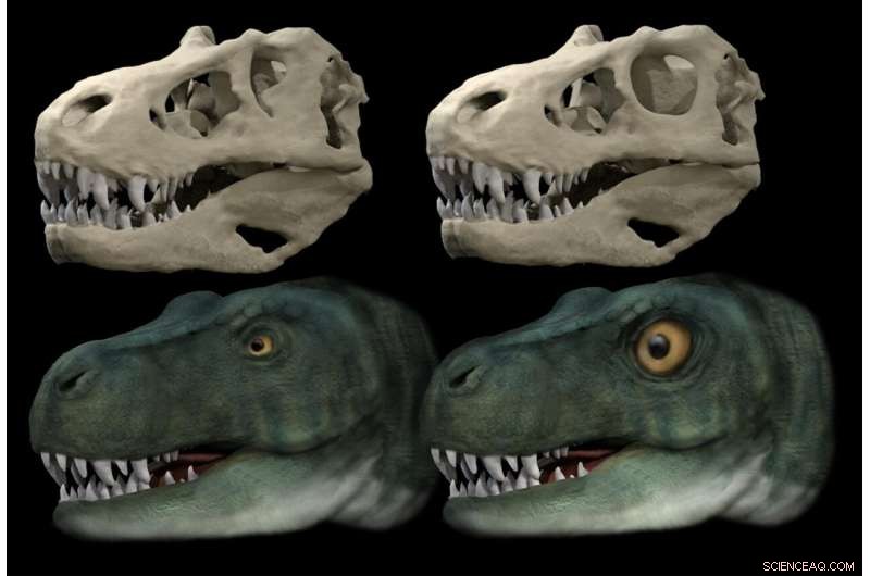 Dinosaurs Evolved Unique Eye Sockets to Support Stronger Bites, Study Reveals