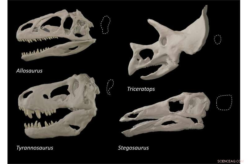 Dinosaurs Evolved Unique Eye Sockets to Support Stronger Bites, Study Reveals