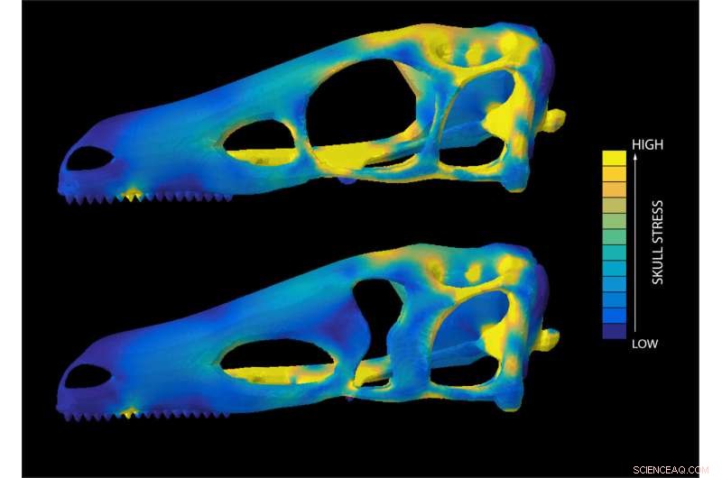 Dinosaurs Evolved Unique Eye Sockets to Support Stronger Bites, Study Reveals