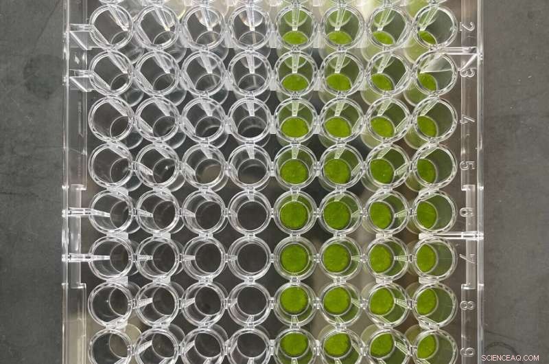 Synthetic Genetic Circuits: Engineering Climate-Resilient Crops