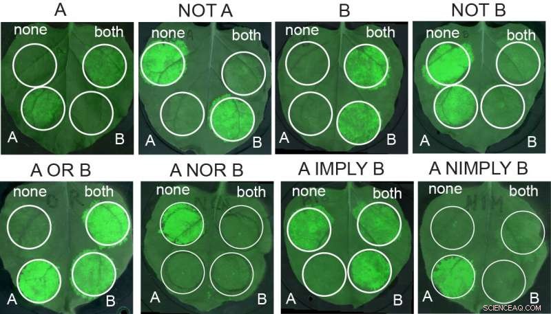 Synthetic Genetic Circuits: Engineering Climate-Resilient Crops