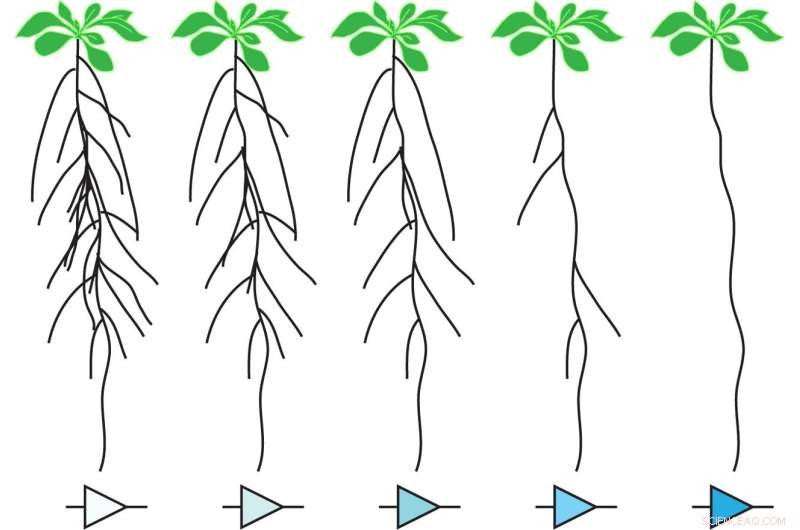 Synthetic Genetic Circuits: Engineering Climate-Resilient Crops