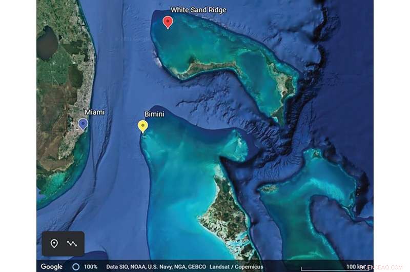 Scientists Document Rare Dolphin Alliance Near Bimini, Bahamas