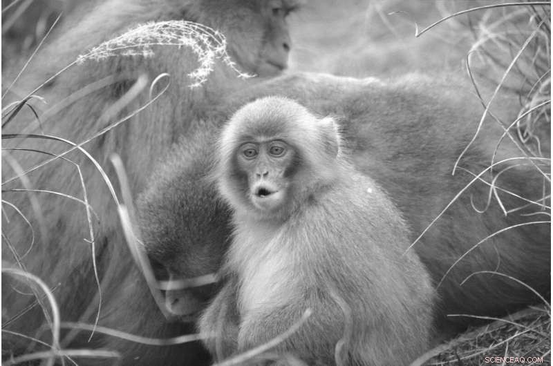 Voice Box Evolution: The Anatomical Key to Human Speech